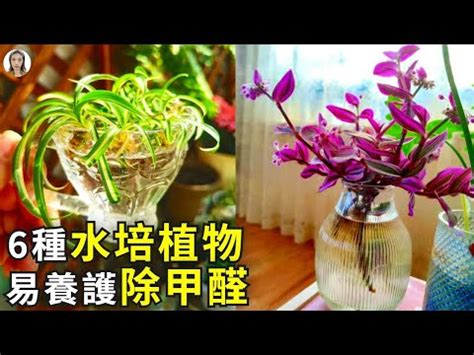 水種植物風水|【室內植物風水】有效提升家居及辦公室風水的室內植物及擺放禁忌